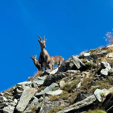 Giovi * Champoluc